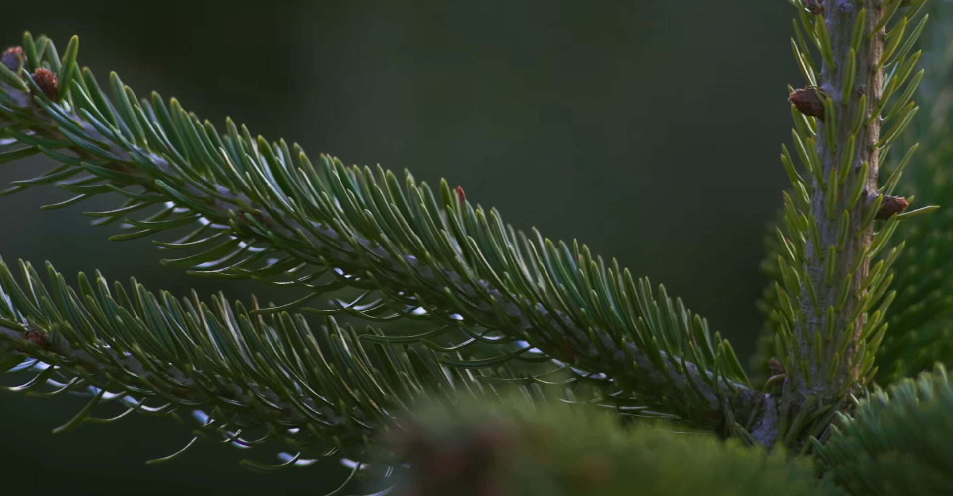 Najpiękniejsze choinki na wyjątkowe Święta Bożego Narodzenia